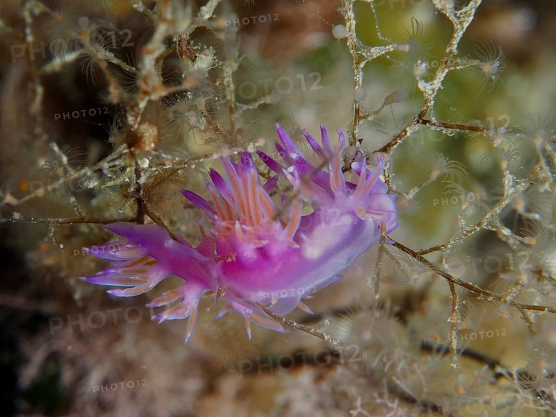 Violet nudibranch, Edmundsella pedata, surrounded by underwater plants, close-up shows fine structures, dive site Giens Peninsula, Mediterranean Sea, Porquerolles, Provence, Côte d'Azur, France
