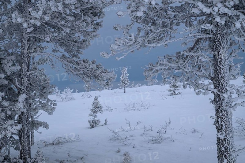 Ripe covered spruce trees in winter landscape, Saariselkä, Lapland, Finland, January 2025