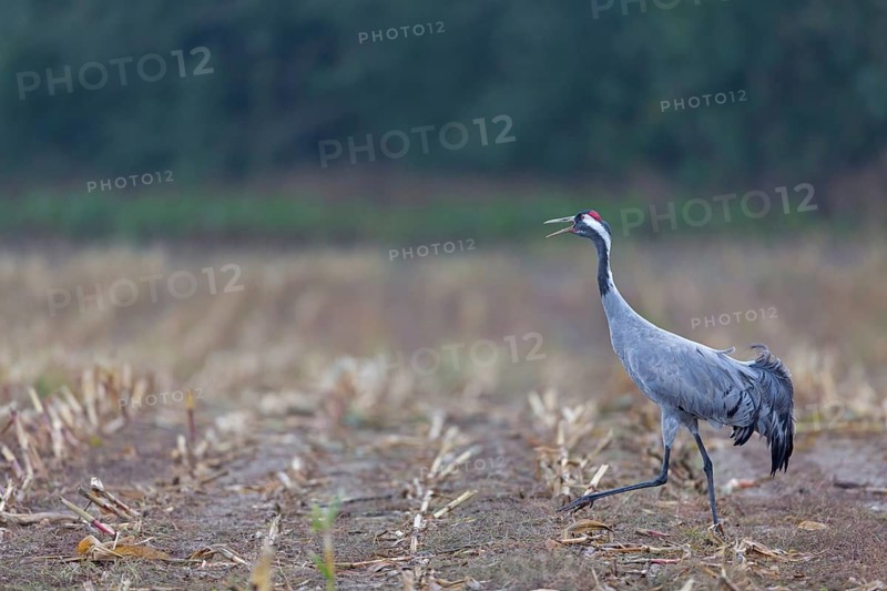 Common Crane (Grus grus) calling, Mecklenburg-Western Pomerania, Germany