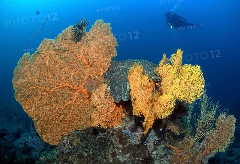 Underwater photo of scuba diver looking at large fan coral (Anella mollis) horn coral gorgonian growing in colourful vibrant intact tropical coral reef, Indian Ocean, Andaman Sea, Koh Phi Phi, Thailand