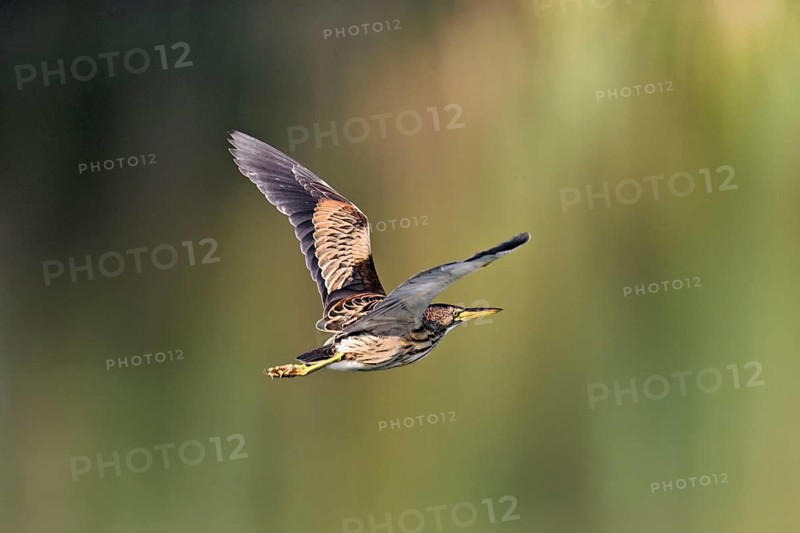 Little Bittern (Ixobrychus minutus), young bird in flight, Switzerland