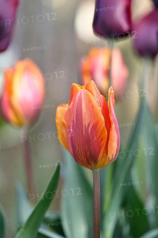 Tulip (Tulipa), flower orange colour in a flower bed Wilnsdorf, North Rhine-Westphalia, Germany