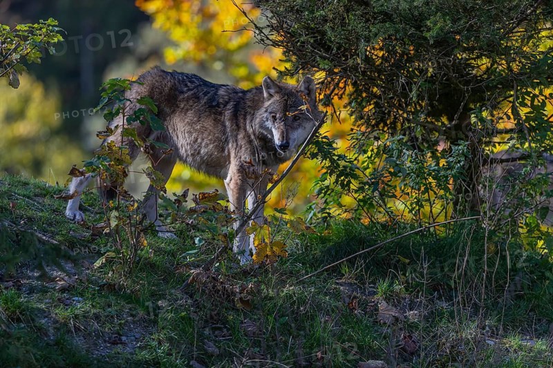 One eurasian gray wolf (Canis lupus lupus) standing on a small hill between fall foliage