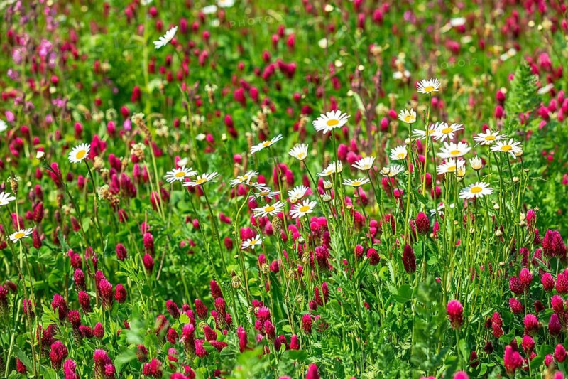 Flowering meadow with daisies (Leucanthemum) and incarnate clover (Trifolium incarnatum) in bloom, Saxony, Germany