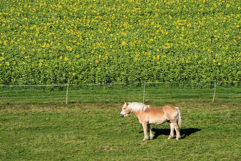 A Haflinger, or Avelignese horse is standing in front of a Common sunflower (Helianthus annuus), field in October as cover crop or catch crop, rural landscape near Gewissenruh, Wesertal, Weser Uplands, Weserbergland, Hesse, Germany