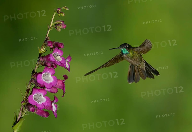 Magnificent Hummingbird (Eugenes fulgens) - San Gerrardo de Dota, Costa Rica