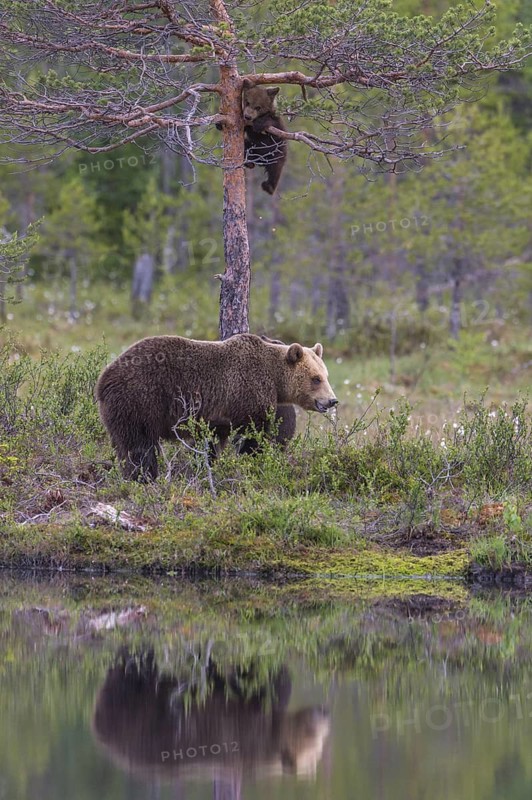Eurasian Brown Bear (Ursus arctos) mother with cub, Finland