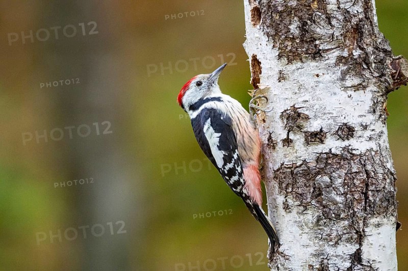 Middle spotted woodpecker (Dendrocopus medius) Germany