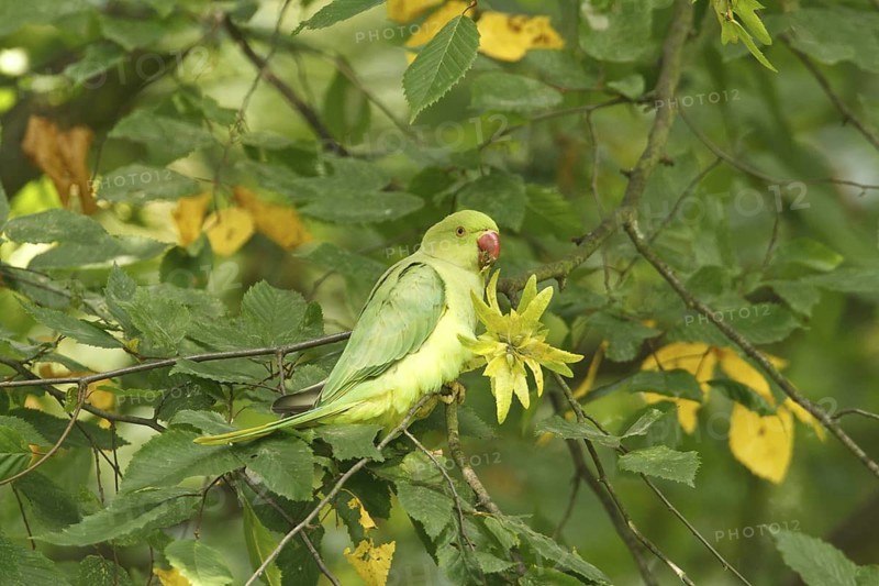 Rose-ringed Parakeet (Psittacula krameri), Rhineland-Palatinate, Germany