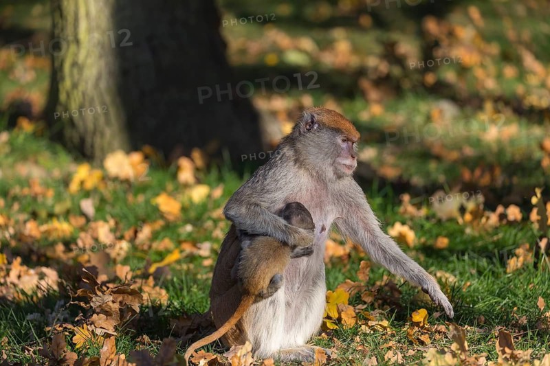 One female patas monkey (Erythrocebus patas)with her baby in late light on a green meadow