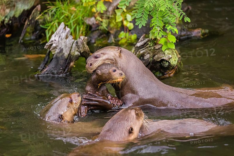 An adult giant otter or giant river otter (Pteronura brasiliensis) carries a 2-month-old juvenile in its mouth and rests on a tree root lying in the water of a small river. They are accompanied by other adult otters of the pack