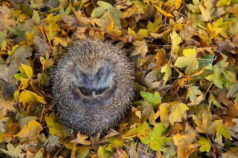 European hedgehog (Erinaceus europaeus) adult animal resting on fallen autumn leaves, England, United Kingdom