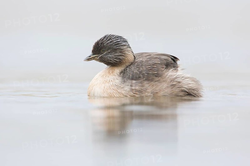 Hoary-headed Grebe (Poliocephalus poliocephalus), Victoria, Australia