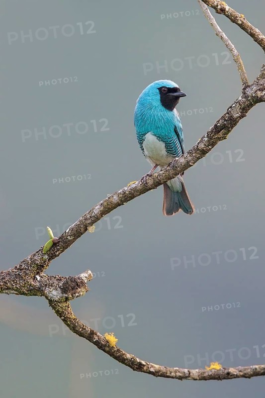Swallow Tanager (Tersina viridis) perched on a branch in the Atlantic rainforest of southeast Brazil