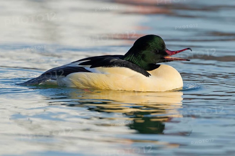 Common Merganser (Mergus merganser) male, Baden-Wuerttemberg, Germany