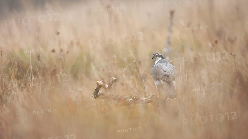 Photograph capturing a female Goshawk in a serene meadow in Guadalajara. The soft mist envelops the scene, highlighting the natural habitat