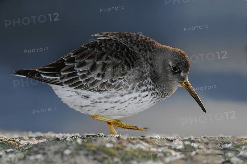 Purple Sandpiper (Calidris maritima), New Jersey, USA