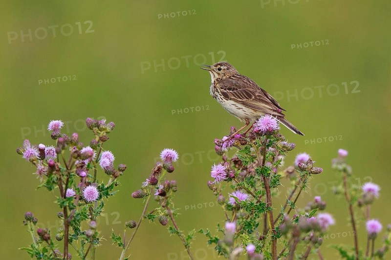 Meadow Pipit (Anthus pratensis) perched on thistle, North Rhine-Westphalia, Germany