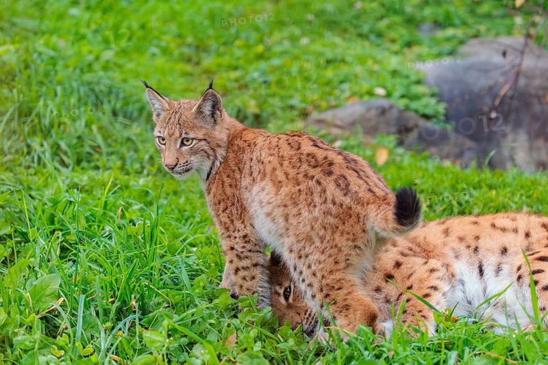 A young Eurasian lynx (Lynx lynx) plays with his mother in a green meadow