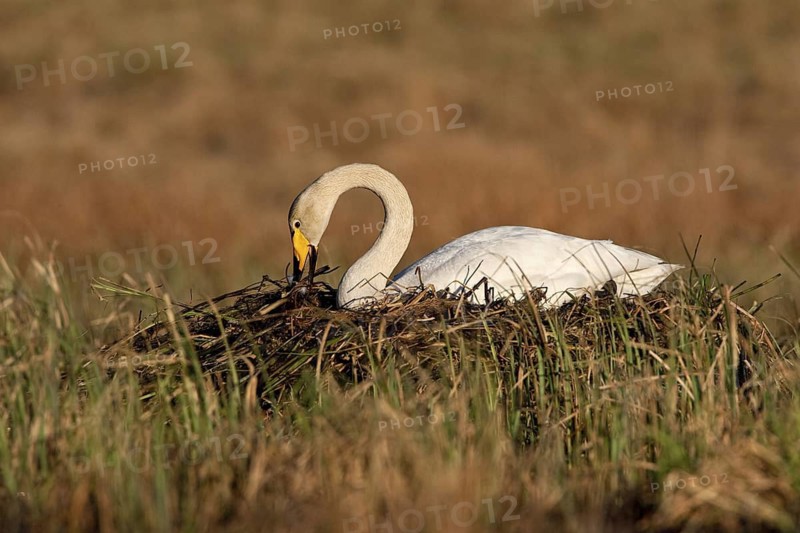 Whooper Swan (Cygnus cygnus) nest, Trollhaettan, Sweden