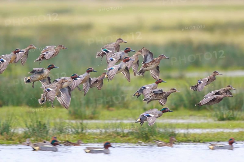 Eurasian Teal (Anas crecca) group landing, North Rhine-Westphalia, Germany