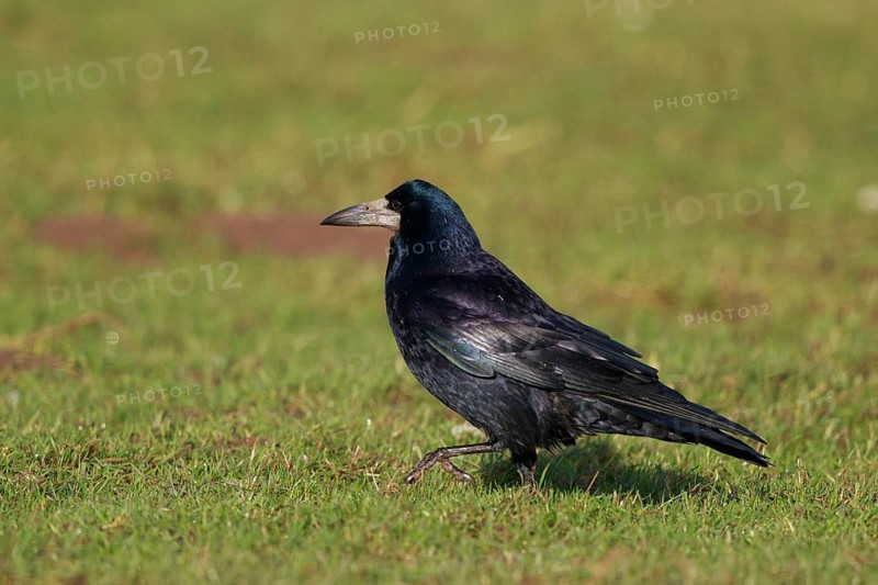 Rook (Corvus frugilegus) perched on a meadow, North Rhine-Westphalia, Germany