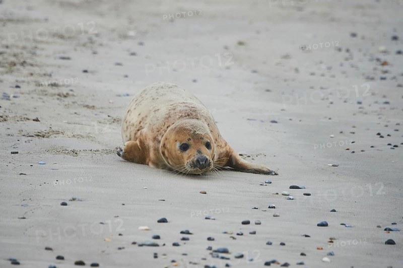 Grey seal (Halichoerus grypus) walking on the beach, Düne, Helgoland, Schleswig-Holstein, Germany