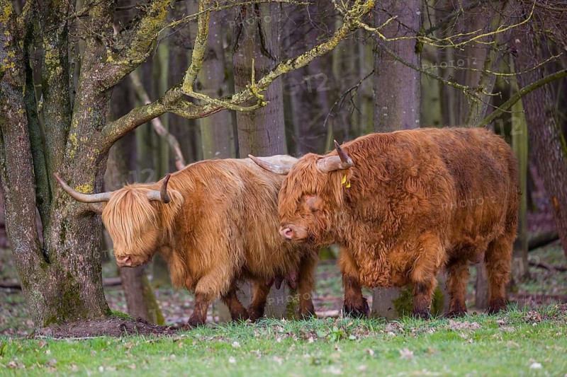 One Highland bull and a cow (Bos (primigenius) taurus) stand at a forest edge