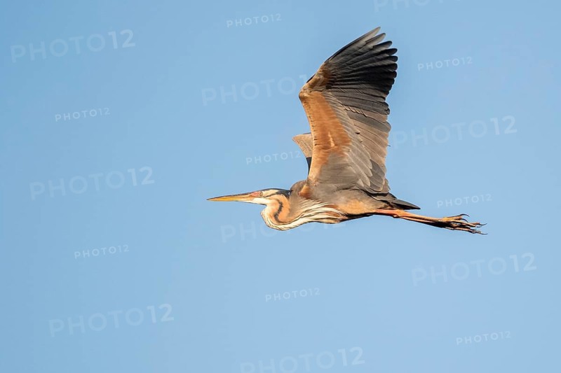Purple Heron (Ardea purpurea) flying, Romania