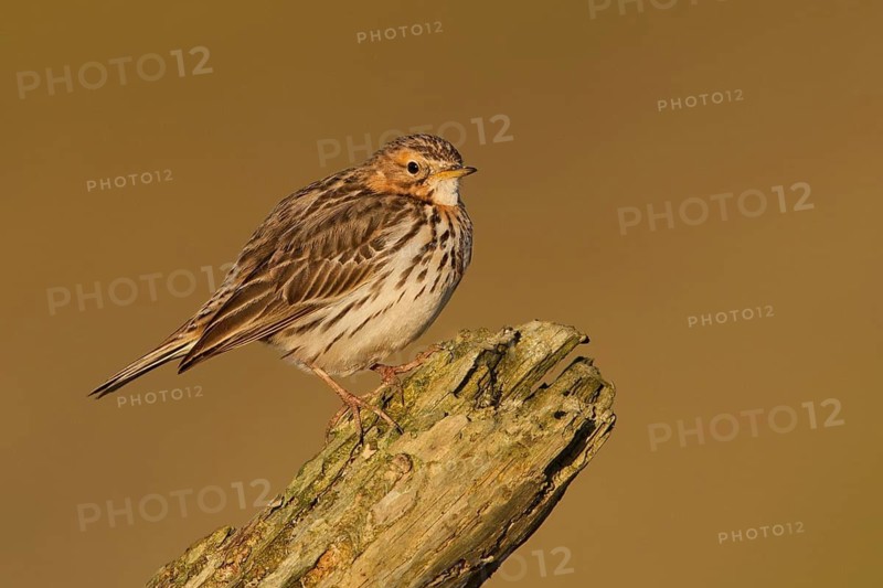 Red-throated Pipit (Anthus cervinus) perched on a stump, Leiria, Portugal
