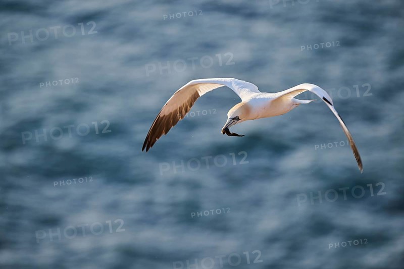 Northern gannet (Morus bassanus) flying over the sea, wildlife, Helgoland, Germany