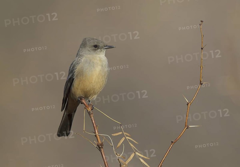 Say's Phoebe (Sayornis saya), New Mexico, USA