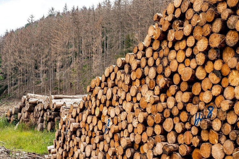 Forest dieback in the Arnsberg Forest nature park Park, over 70 per cent of the spruce trees are diseased, damaged, mostly by the bark beetle, which was able to spread due to drought and heat, climate change, attempts are being made to adapt the forest to climate change by replanting other tree species, near Hirschberg, North Rhine-Westphalia, Germany
