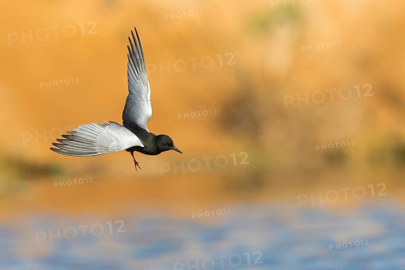 Weißflügelseeschwalbe, White-winged Black Tern, White-winged Tern, Chlidonias leucopterus, Chlidonias leucoptera, Guifette leucoptère, Fumarel Aliblanco