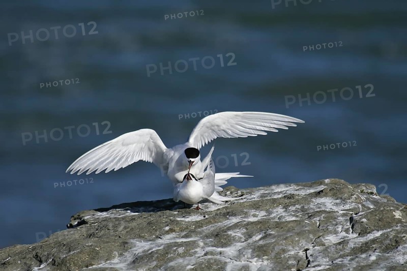White-fronted Tern (Sterna striata) pair mating, South Island, New Zealand