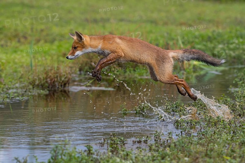 Red Fox (Vulpes vulpes) jumping and hunting in pond, Netherlands