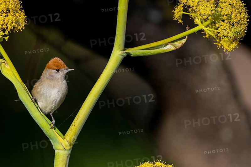 Blackcap, Sylvia atricapilla, Fauvette à tête noire, Curruca Capirotada Lesbos, Greece