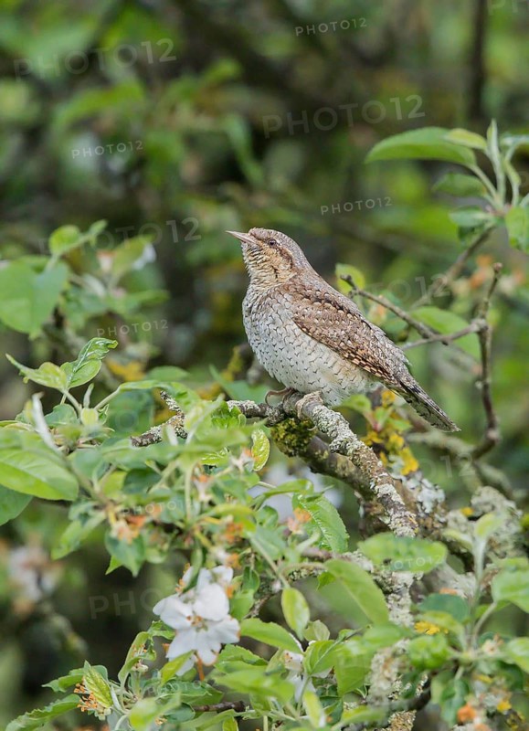 Eurasian Wryneck (Jynx torquilla), Hesse, Germany