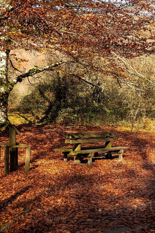 A serene autumn morning with vibrant leaves covering the ground A rustic wooden picnic table under a large tree invites you to enjoy the peaceful, natural setting