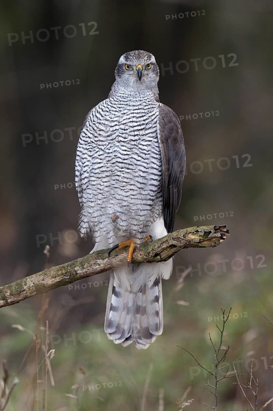 Habicht; lat. Accipiter gentilis; adultes Weibchen von vorn; auf einem Ast am Waldrand stehend; entspannte Ruhehaltung aufmerksam; einen Fang eingezogen