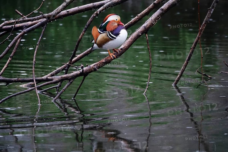Mandarin duck on a branch at a lake, winter, Germany