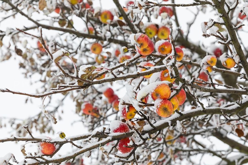 Ripe apples covered in snow on the branches of an apple tree, onset of winter in Oberwartha, Dresden, Saxony, Germany