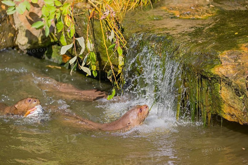 Three giant otter or giant river otter (Pteronura brasiliensis) jump out of the river onto a mossy rock at a little cascade