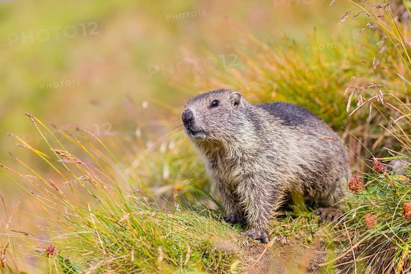 A young Alpine Marmot, Marmota marmota, sits in front of his den on green grass