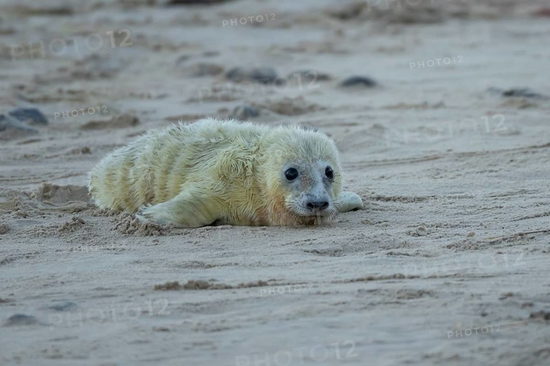 Grey seal (Halichoerus grypus) juvenile baby pup animal resting on a sand dune by a beach in winter, England, United Kingdom