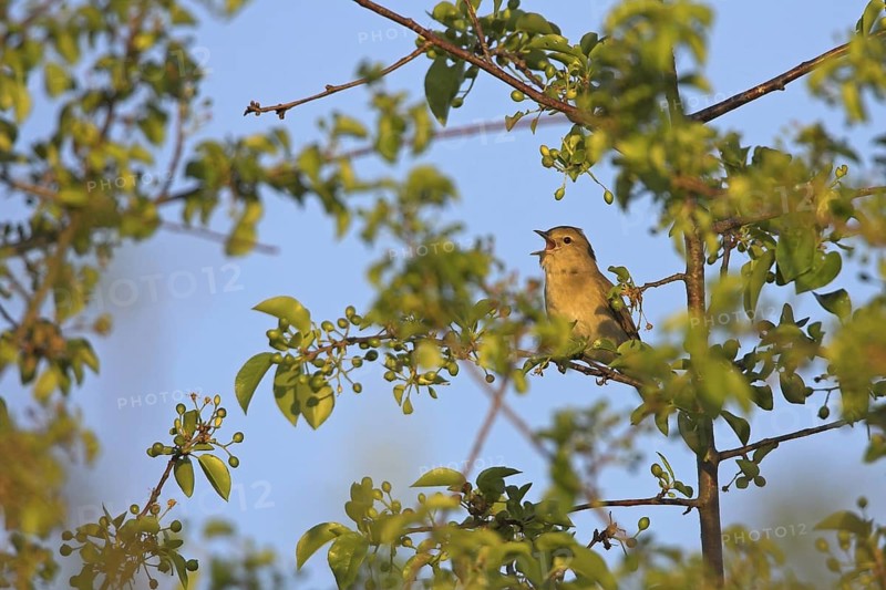 Garden Warbler (Sylvia borin) singing, Rhineland-Palatinate, Germany