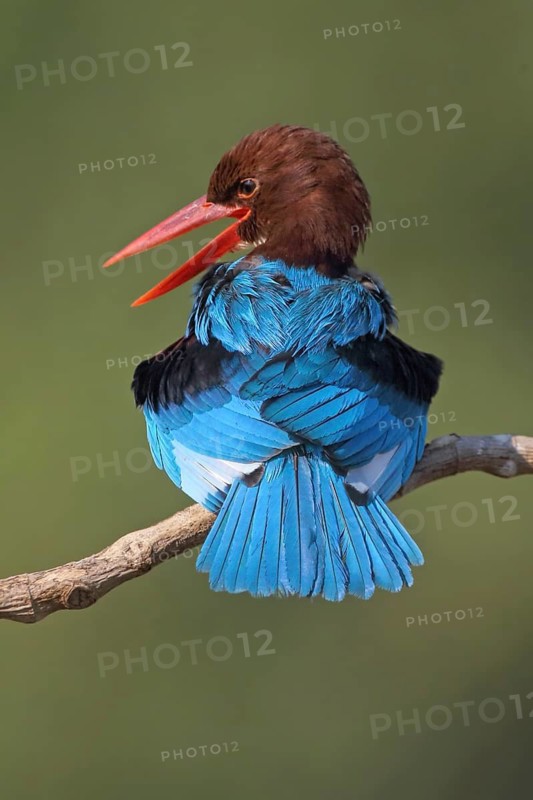 White-throated Kingfisher (Halcyon smyrnensis), Malaysia