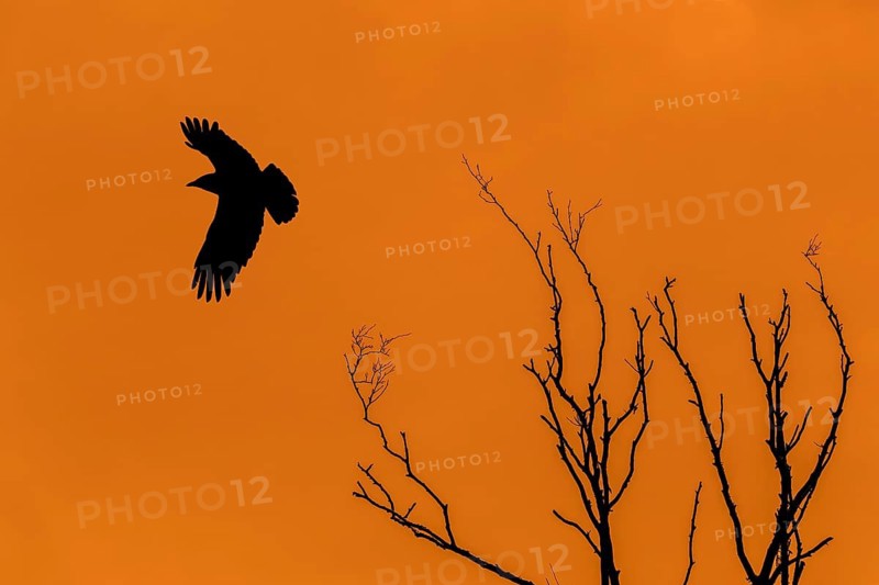 Bare tree branches and carrion crow (Corvus corone) in flight silhouetted against night sunset sky. Digitally enhanced