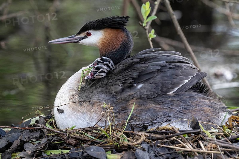 Great Crested Grebe (Podiceps Scalloped ribbonfish) with juveniles, Emsland, Lower Saxony, Germany