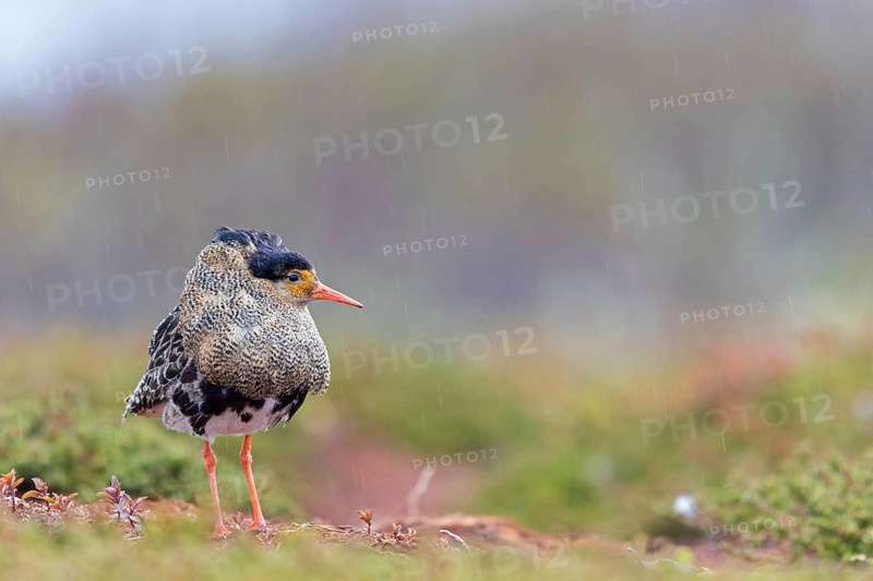 Ruff, (Philomachus pugnax), animals, birds, plumage during mating season, snipe bird, courtship, male, mating behaviour, mating season, Varanger, Finnmark, Norway